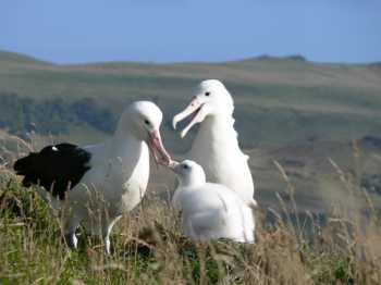 Northern Royal Albatross Taiaroa Head Junichi Sugushita  shrunk