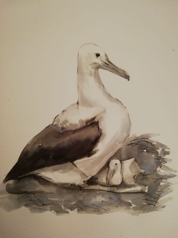 Northern Royal Albatross Canterbury Museum Helen Rawlings