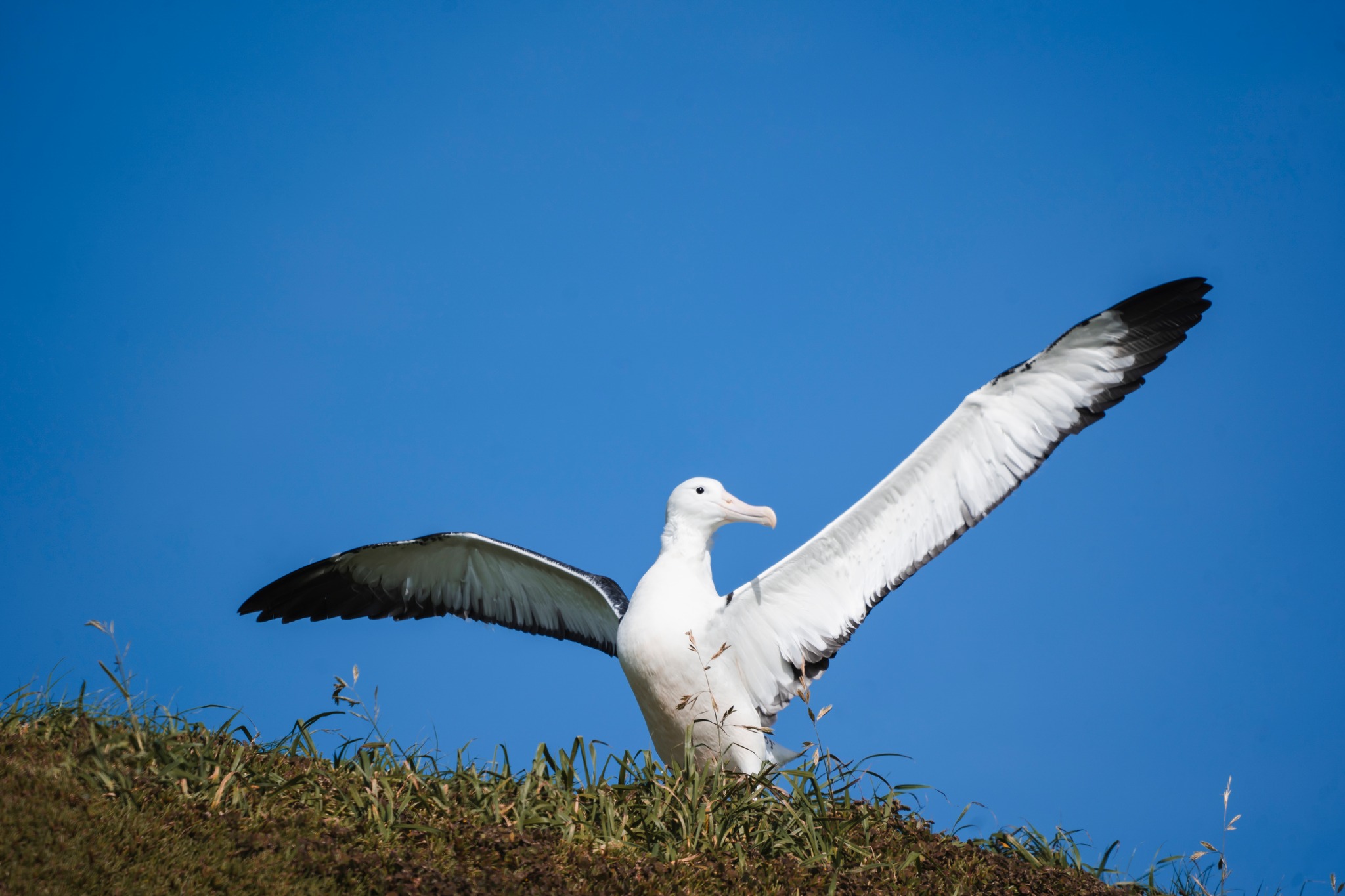 Northern Royal Albatross GP chick Hayden Parsons