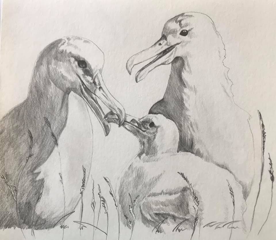 Northern Royal Albatross Junichi Sugishita Virginia Nicol