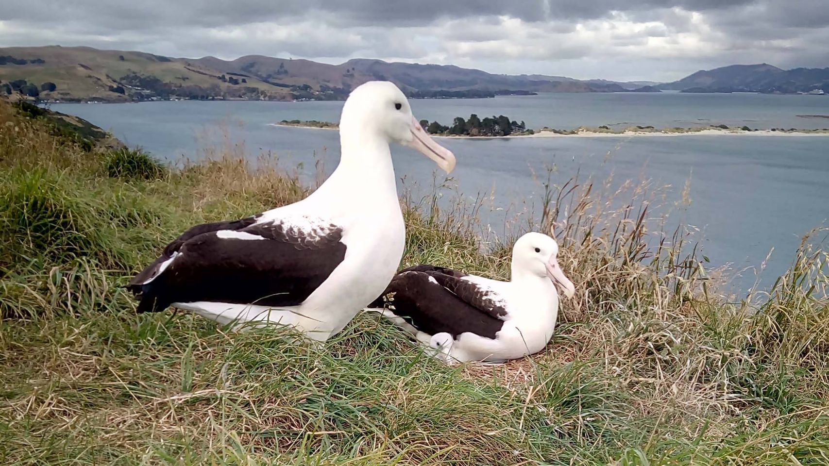 Northern Royal Albatross LGK LGL Sharyn Broni