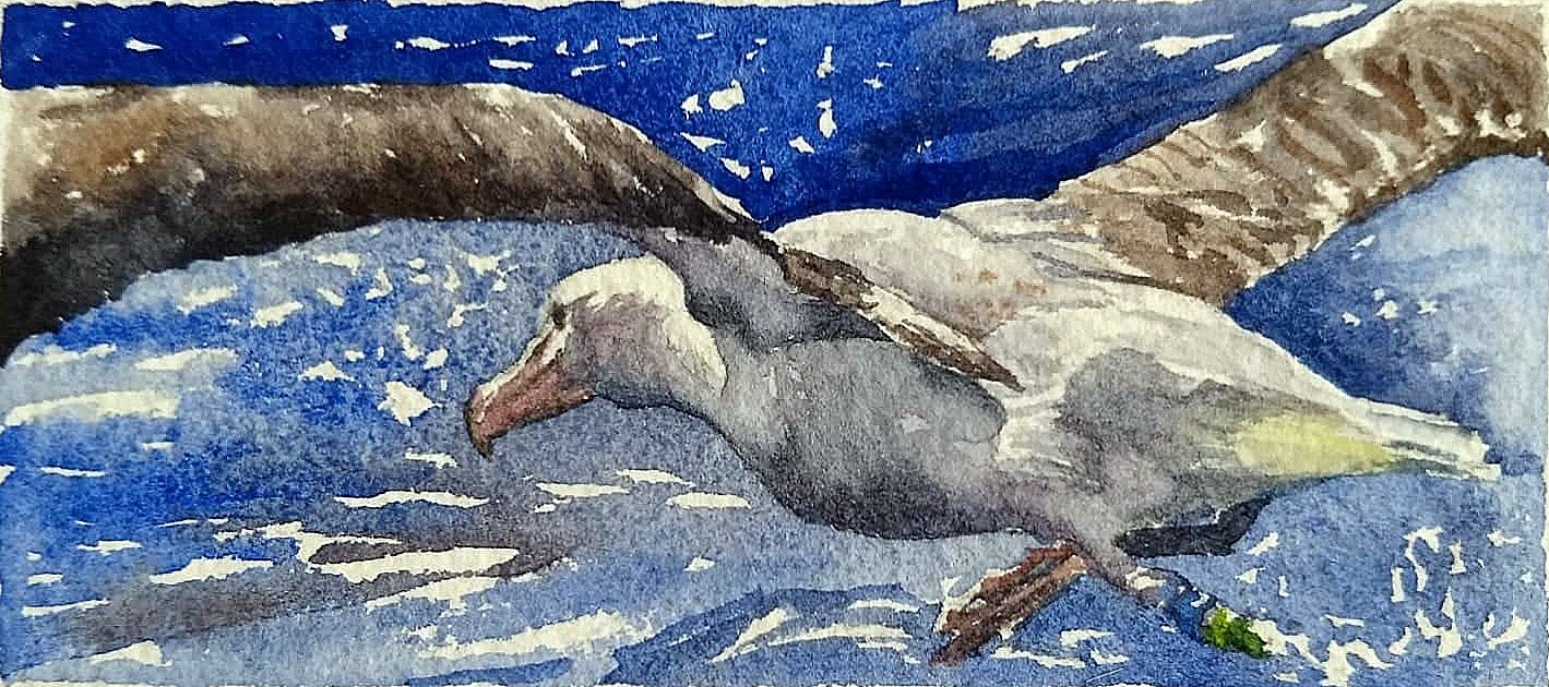 Northern Royal Albatross Laurie Johnson Kitty Harvill