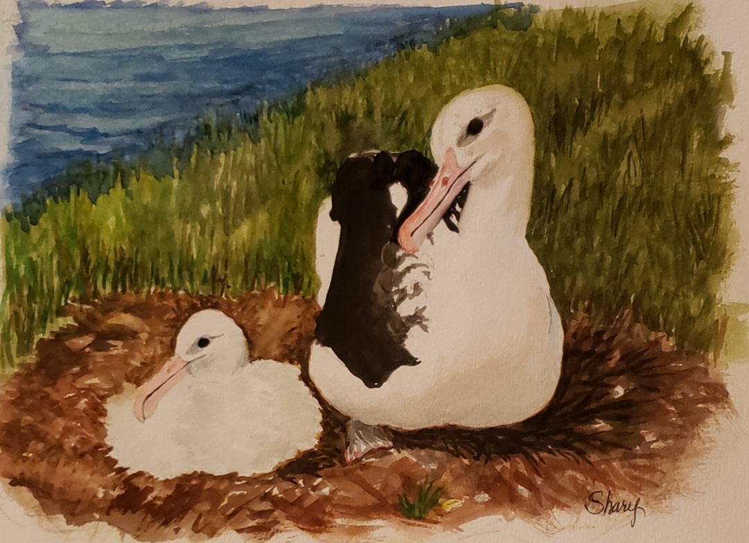 Northern Royal Albatross Shary Weckwerth