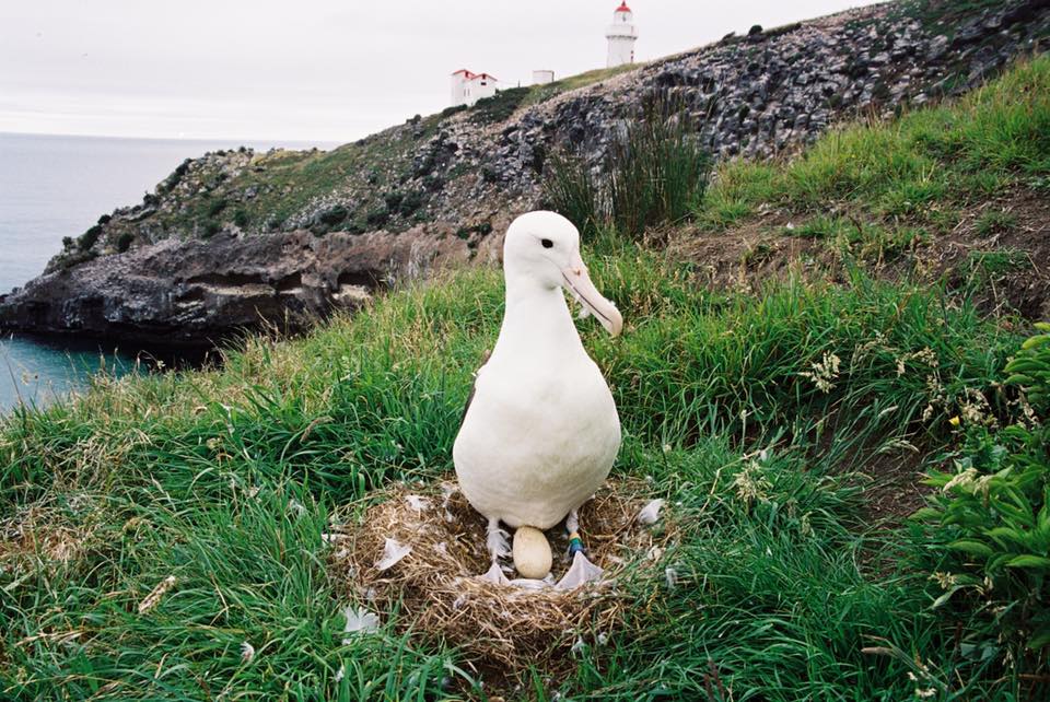 Northern Royal Albatross Taiaroa Head egg Nov2016