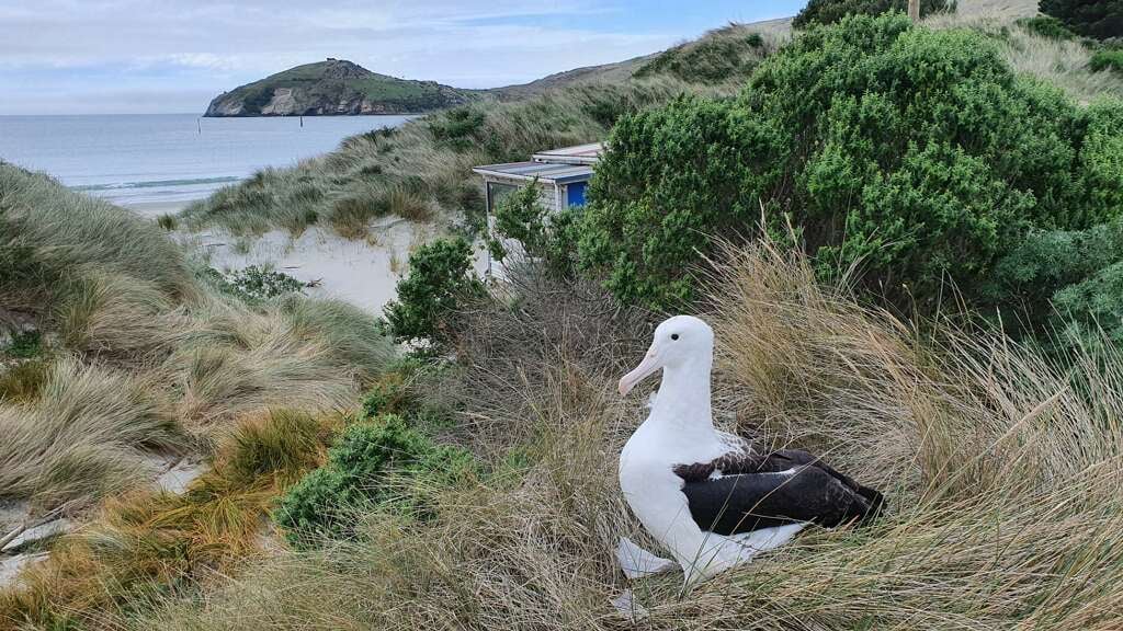 Northern Royal Albatross across harbour