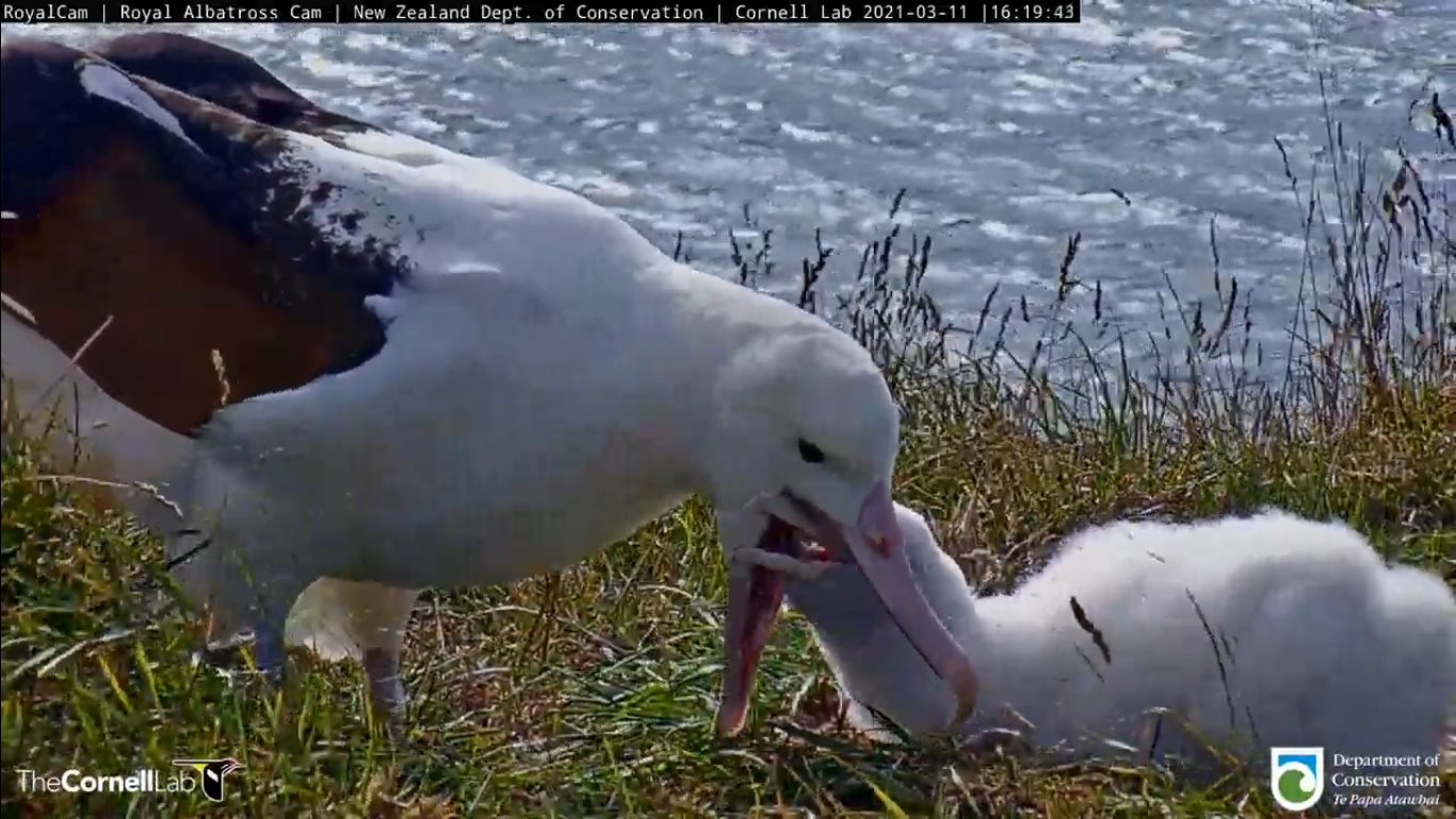Northern Royal Albatross feeding chick