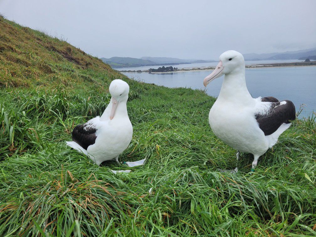 Northern Royal Albatross first 2023 returnees 22 September Colin Facer DOC