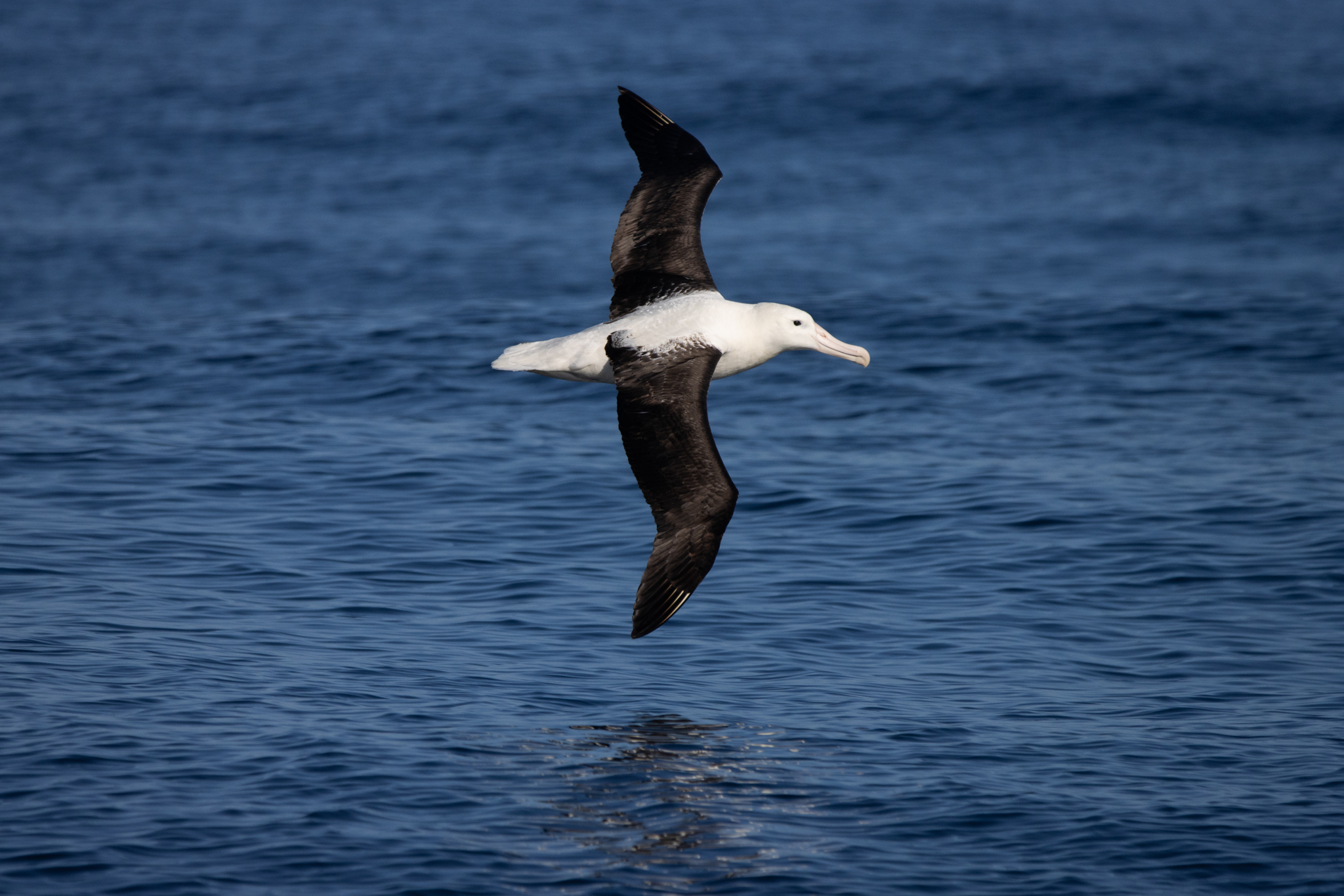 Northern Royal Albatross in flight Oscar Thomas