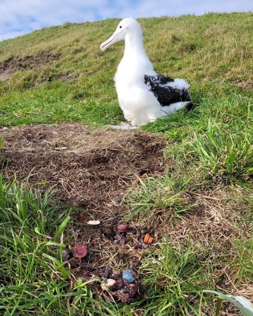 Northern Royal Albatross plastic regurg DOC