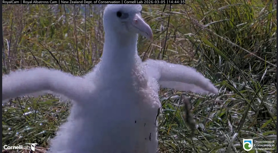 Royal can chick 2026