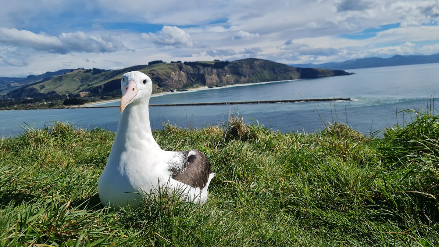 YL Northern Royal Albatross