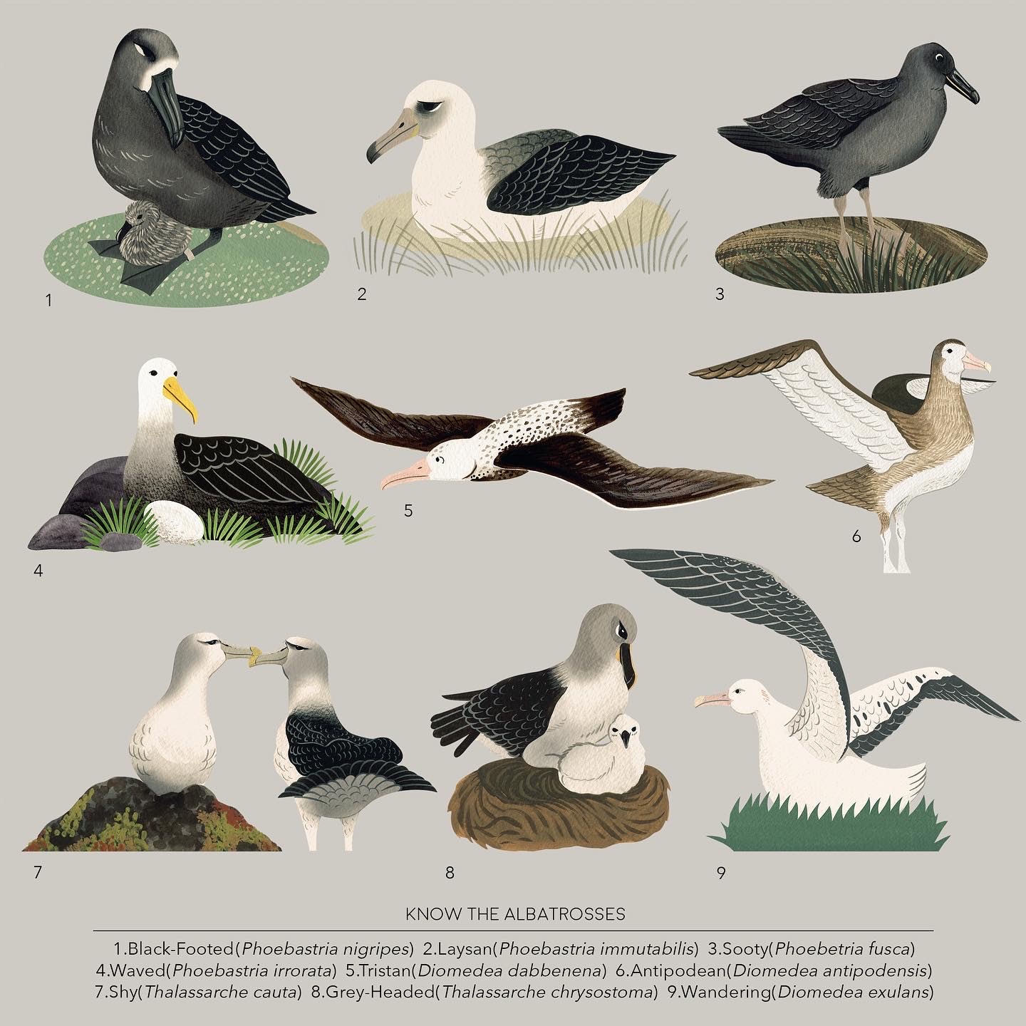 Nine infographic albatrosses Namasri Niumim