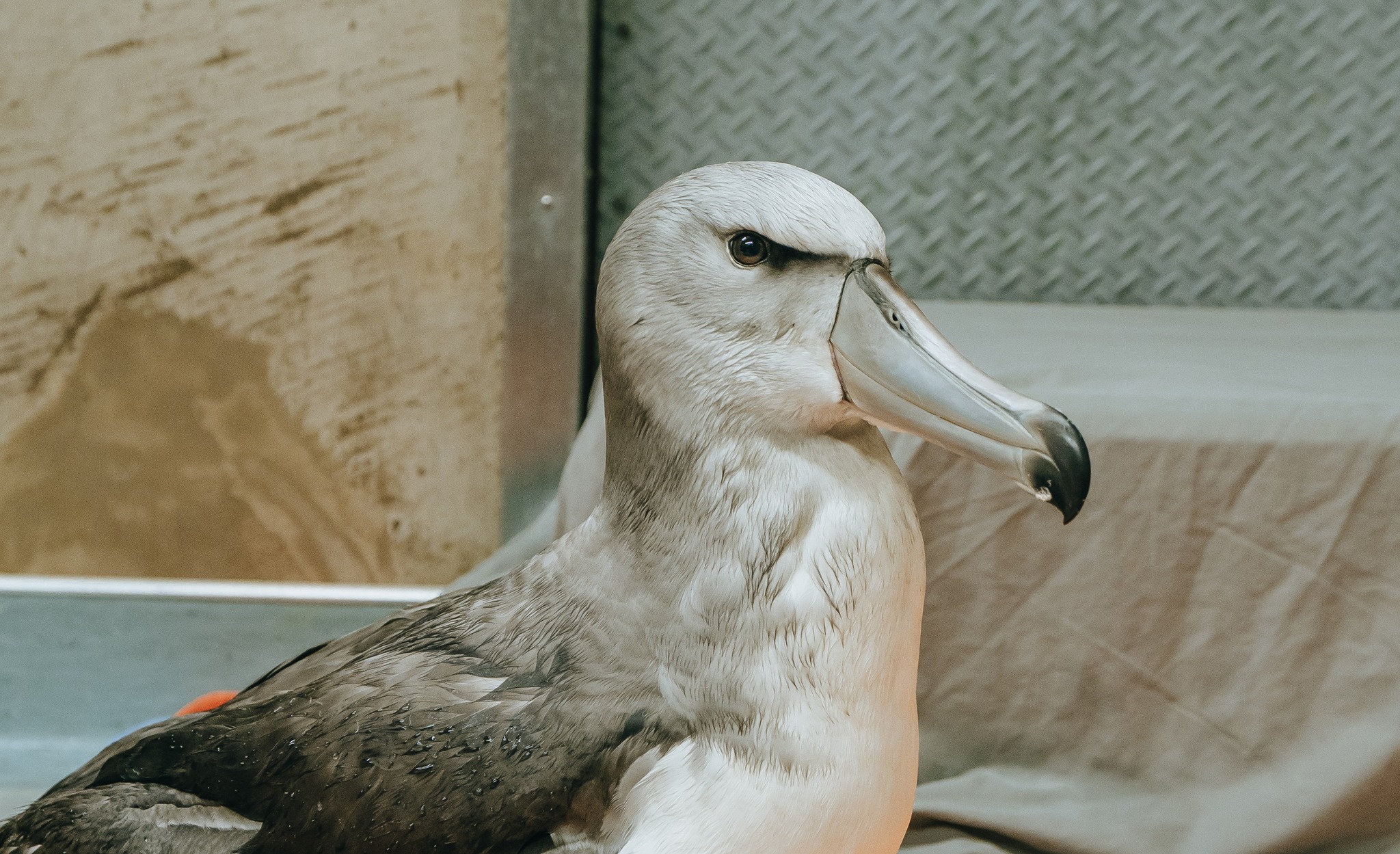 Auckland Zoo Salvins Albatross 1