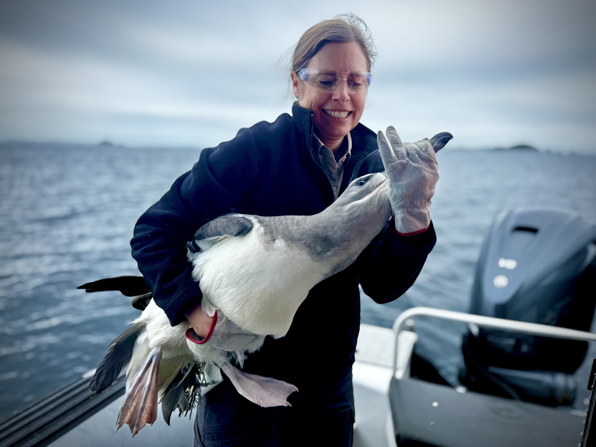 Auckland Zoo Salvins Albatross 5