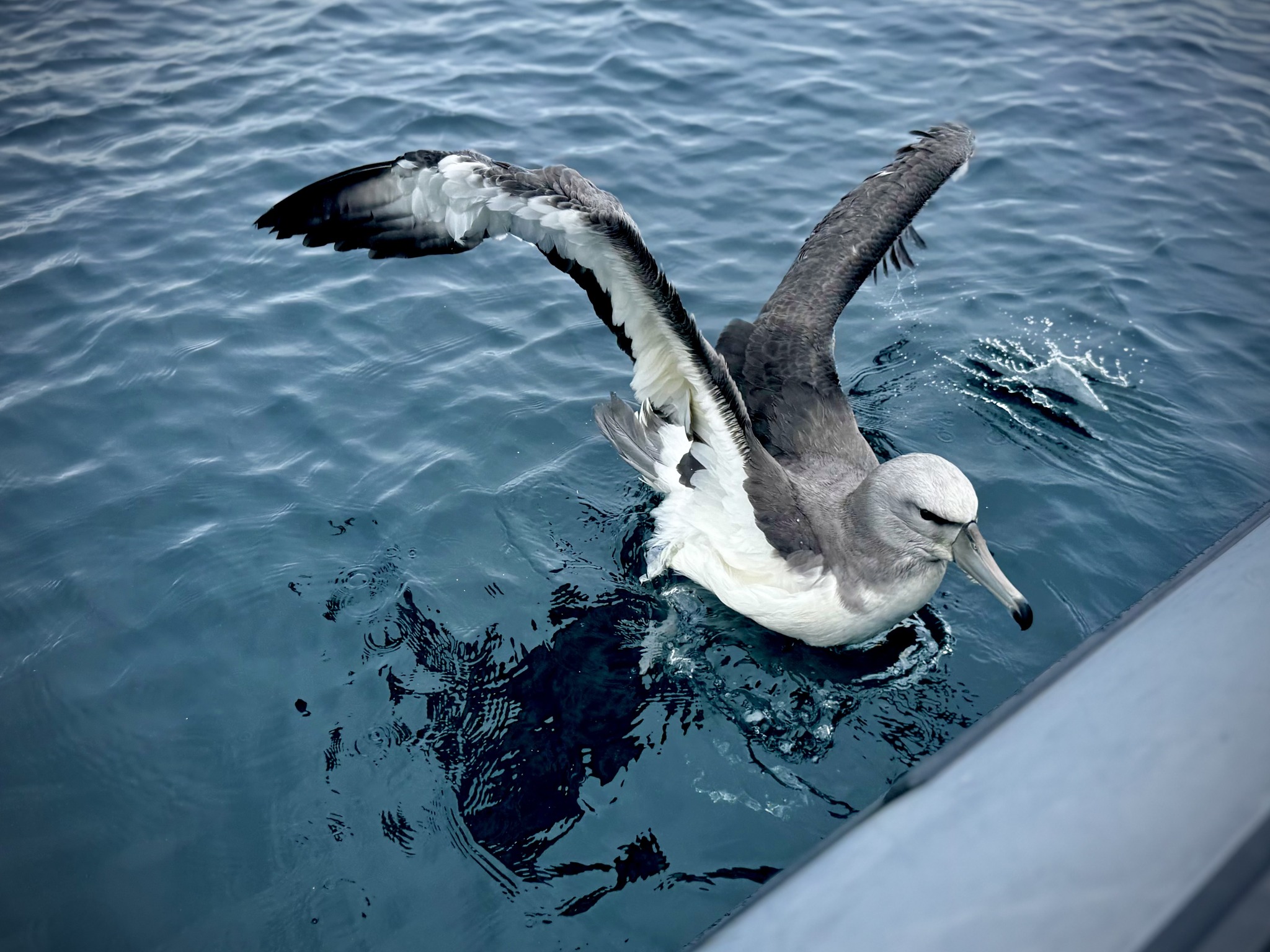 Auckland Zoo Salvins Albatross 6