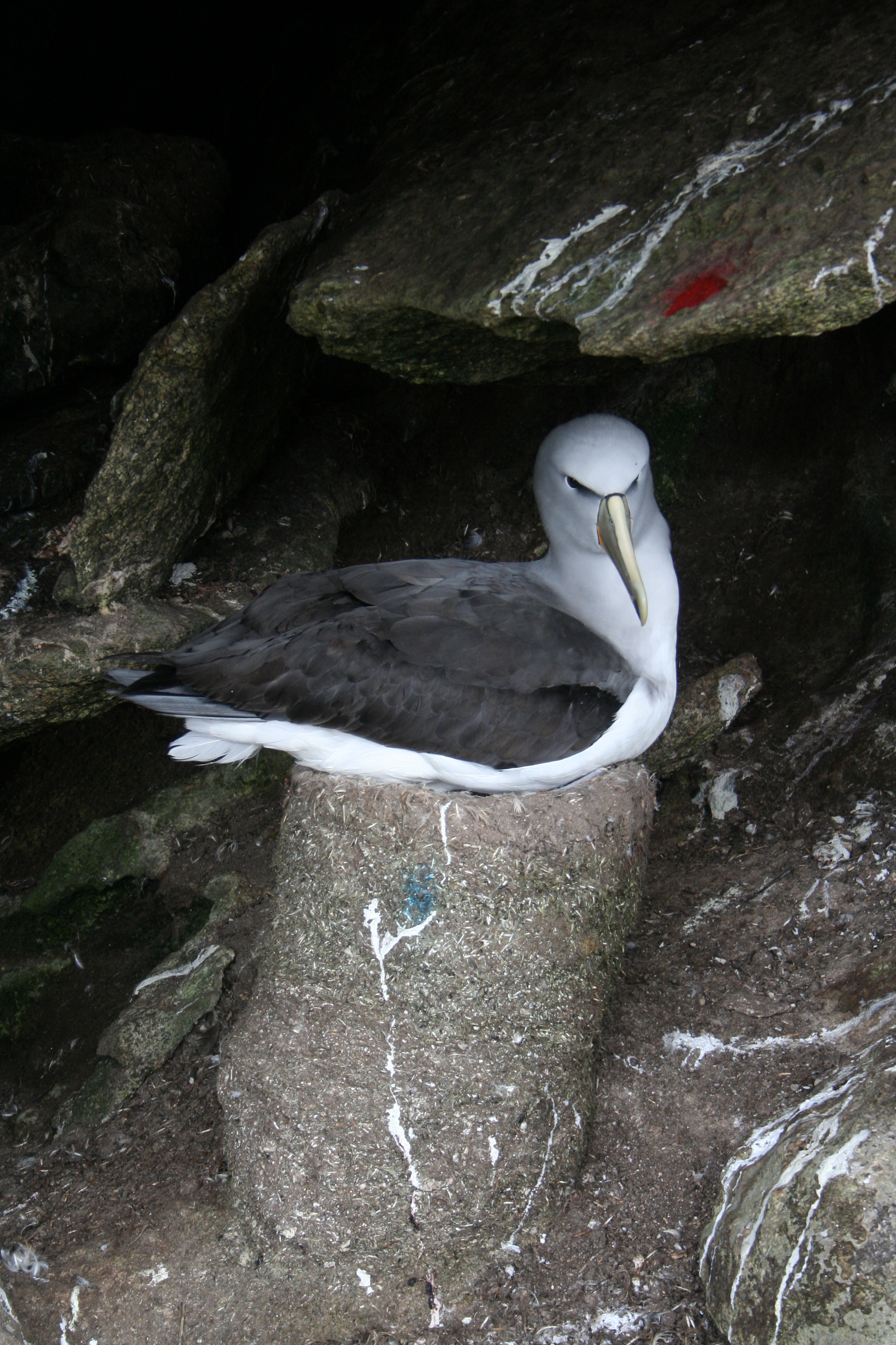 Western Chain cave Snares Salvins Albatross Matt Charteris