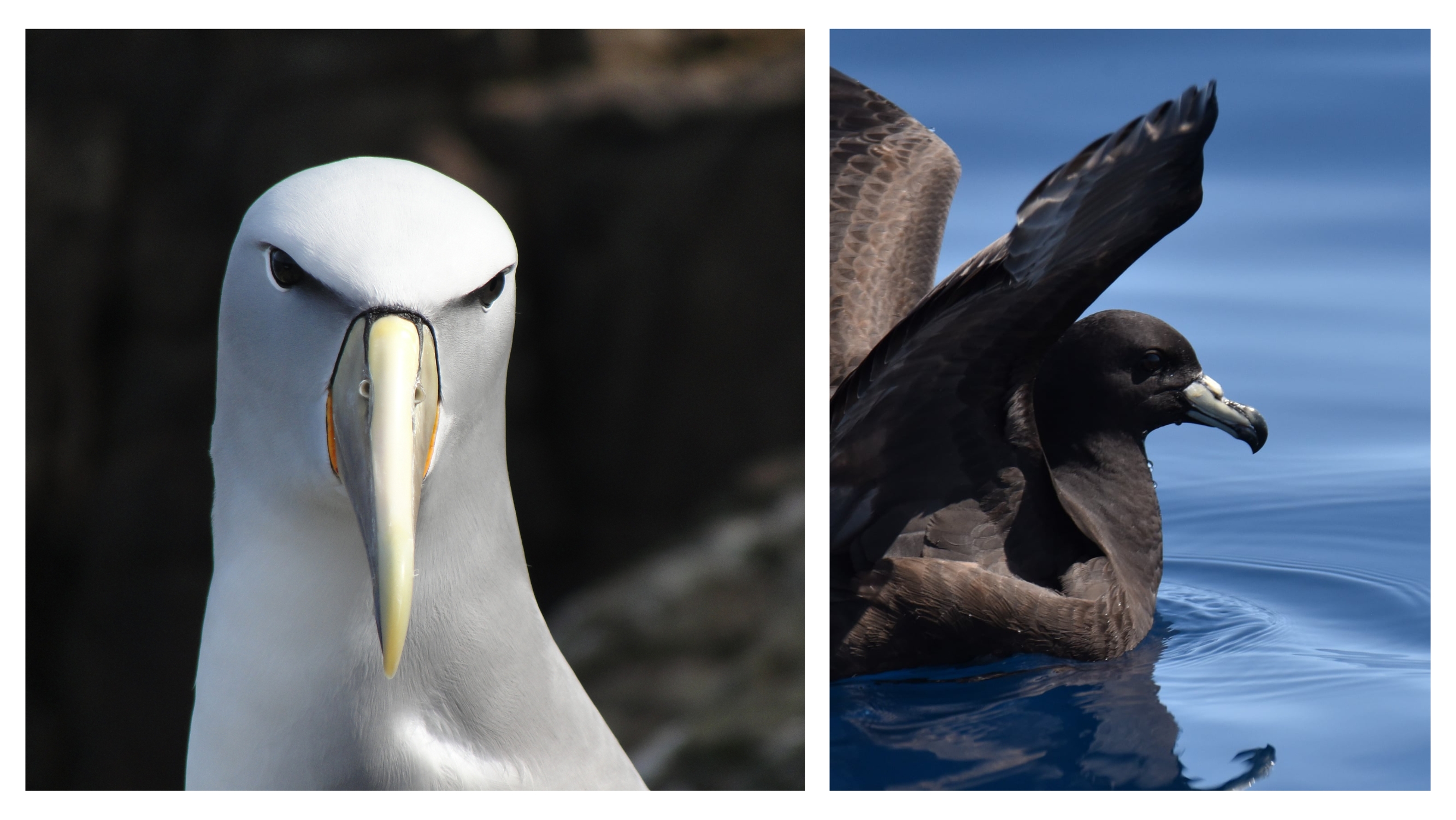 Salvins by Matt Charteris Black Petrel by Virginia Nicol