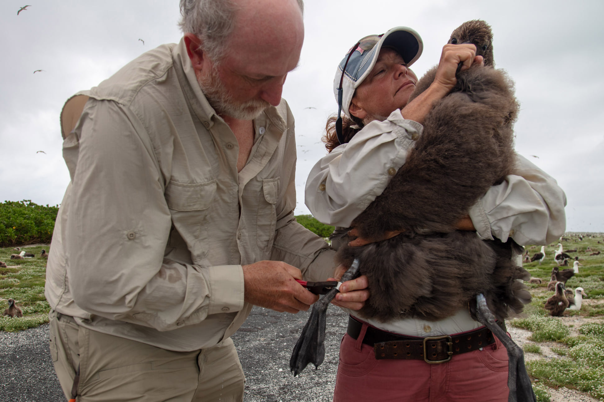 2021 Midway Short tail chick banding 3