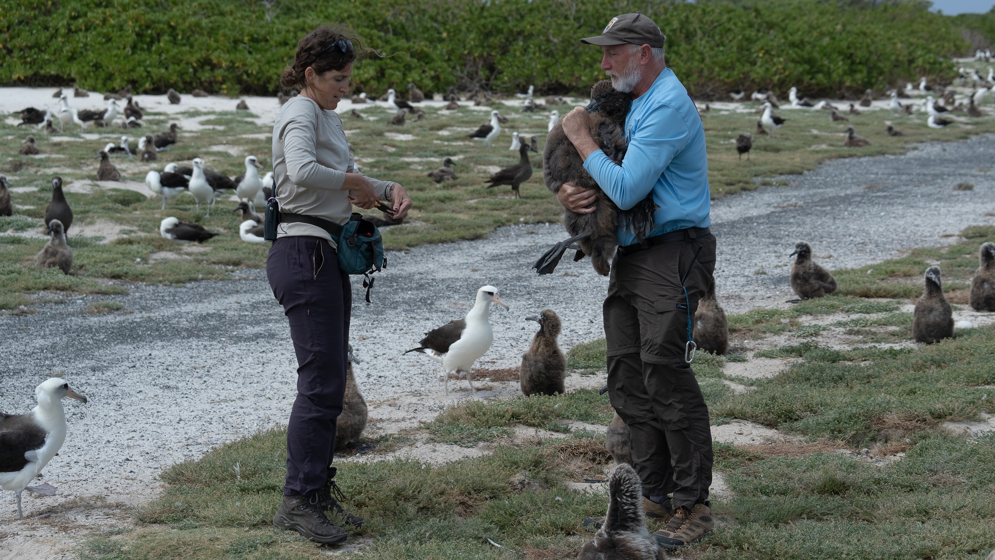 Chick banding 17 April 2024 Jonathon Plissner 2