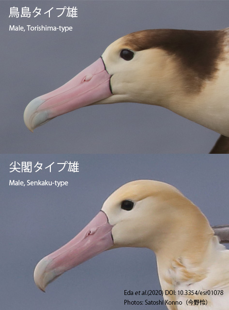 Eda paper Short tailed Albatrosses