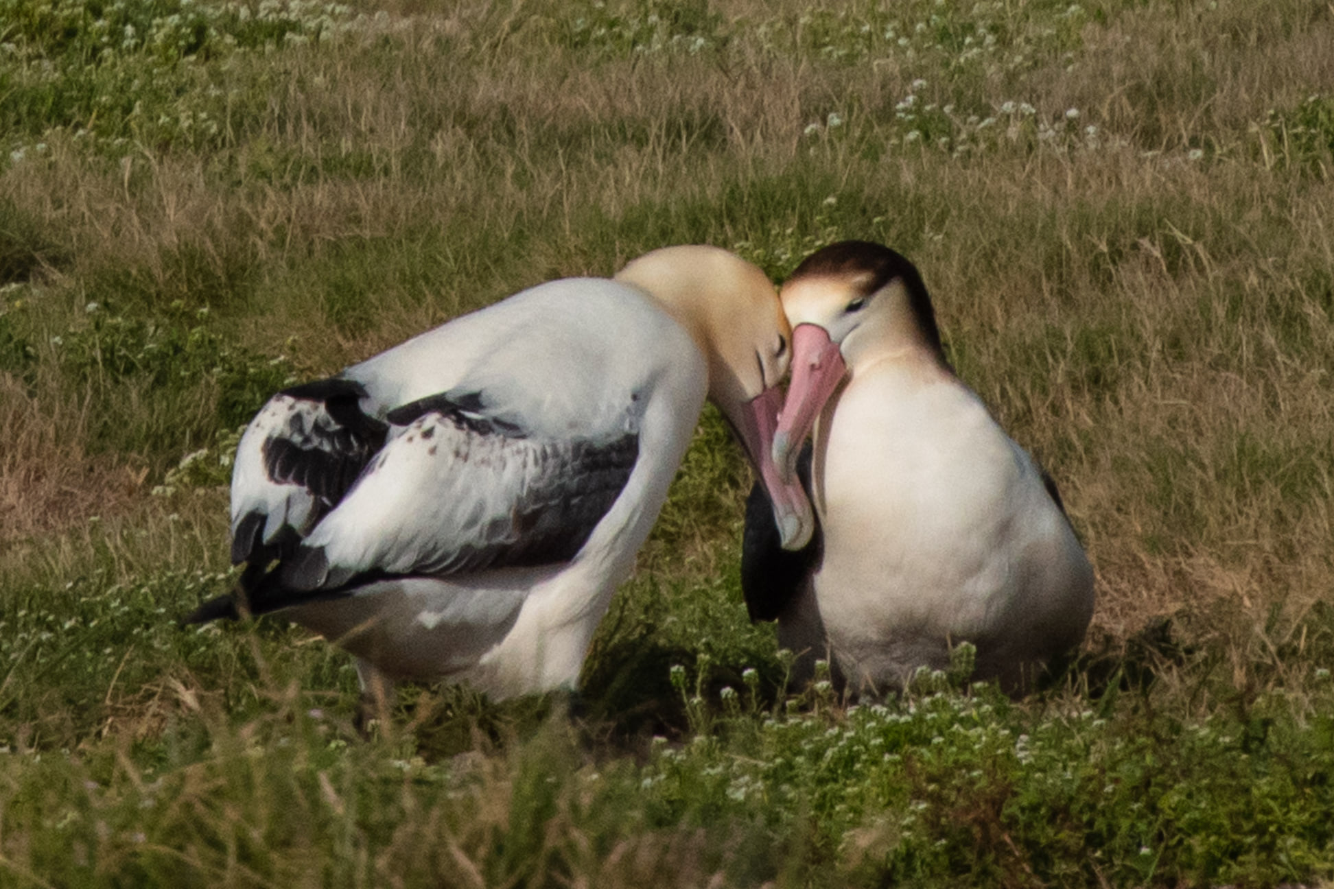 George and Geraldine October 2021 Jon Brack and Friends of Midway Atoll 2