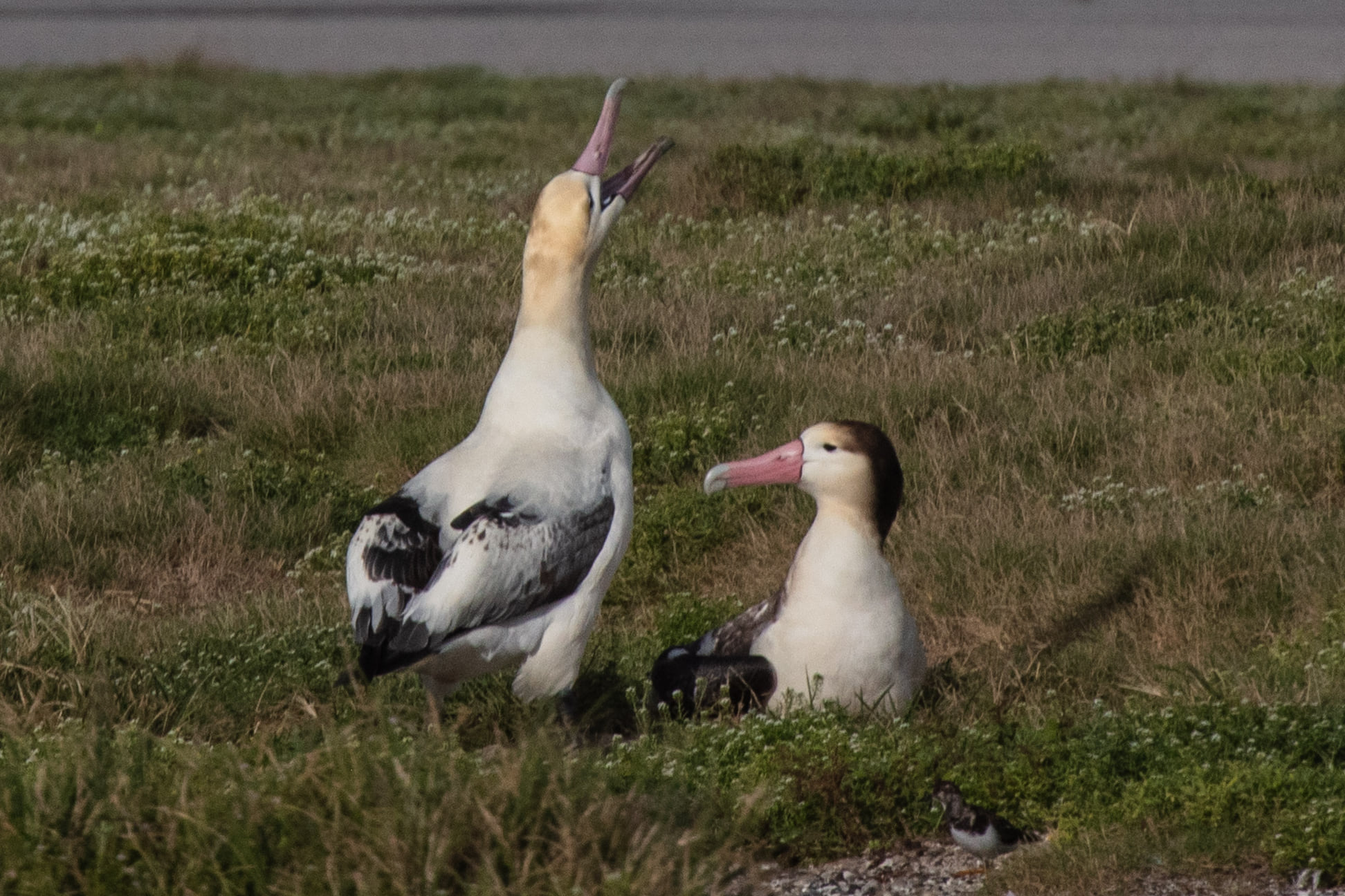 George and Geraldine October 2021 Jon Brack and Friends of Midway Atoll 3