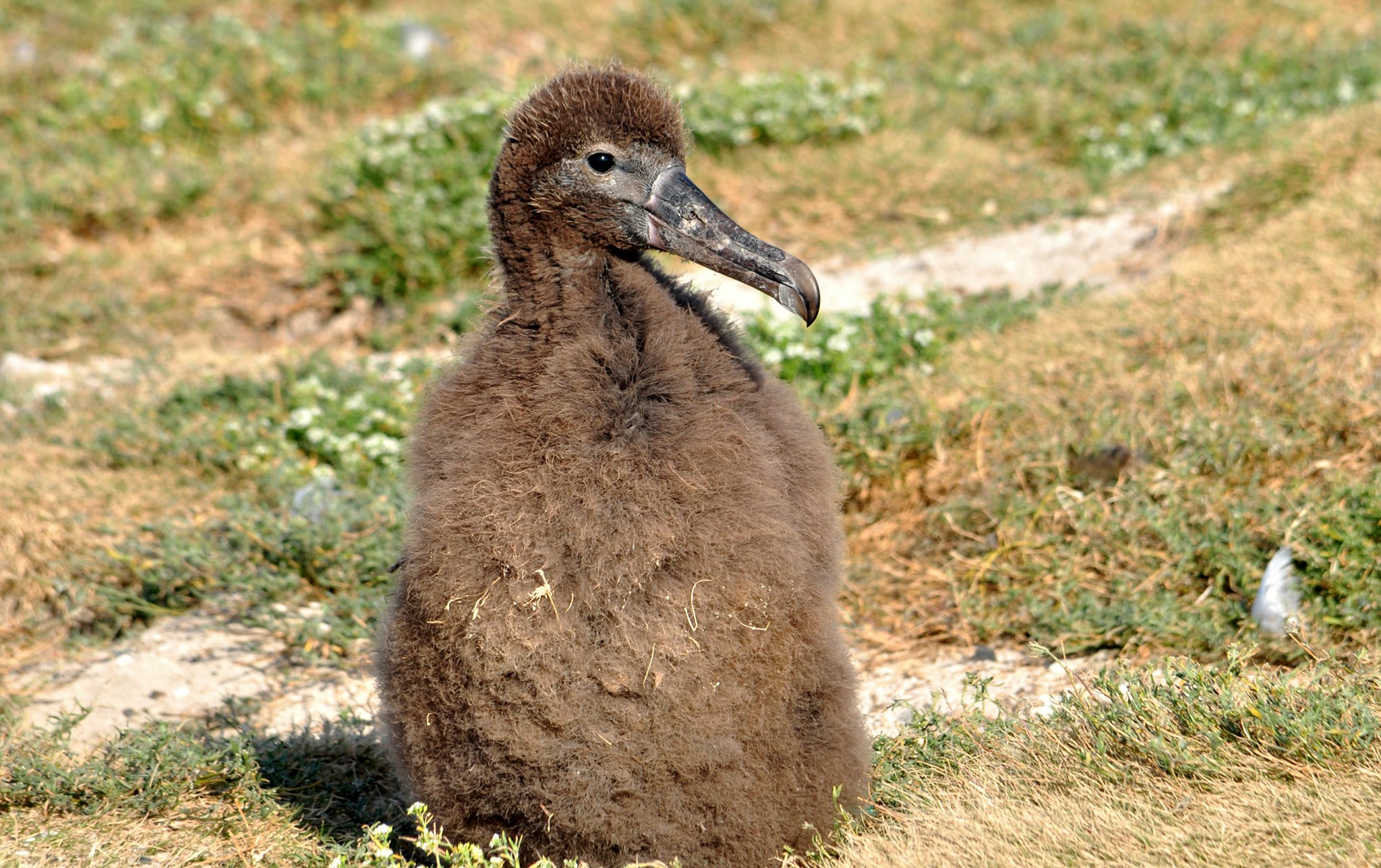 Midway STAL chick 28 April Narongkorn Thatsanangkun