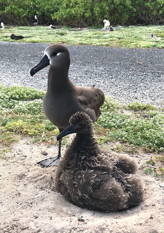 Midway Short tail Chick BBA 2020