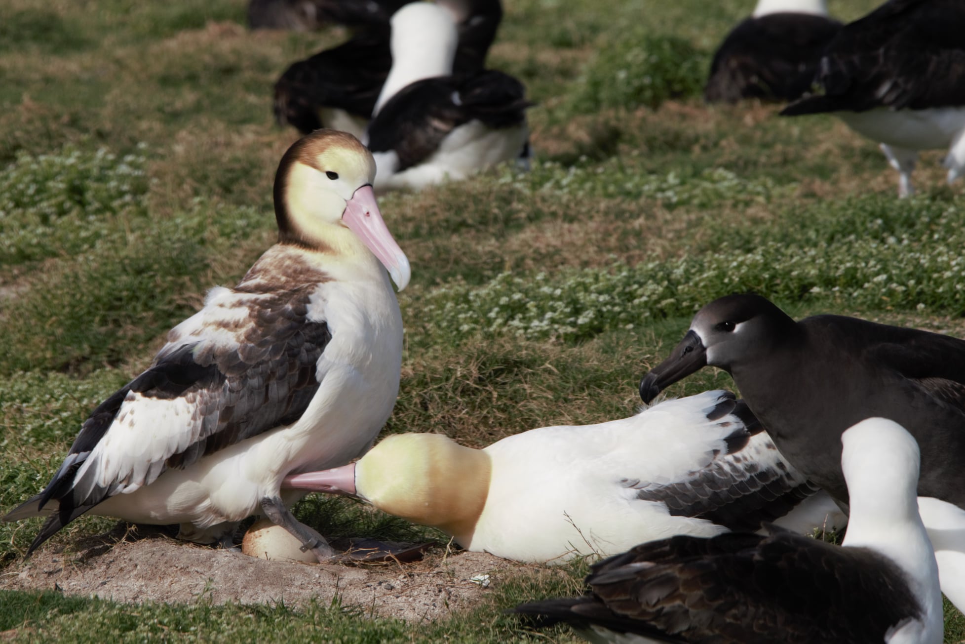 Midway failed Short tailed Albatross egg January 2022