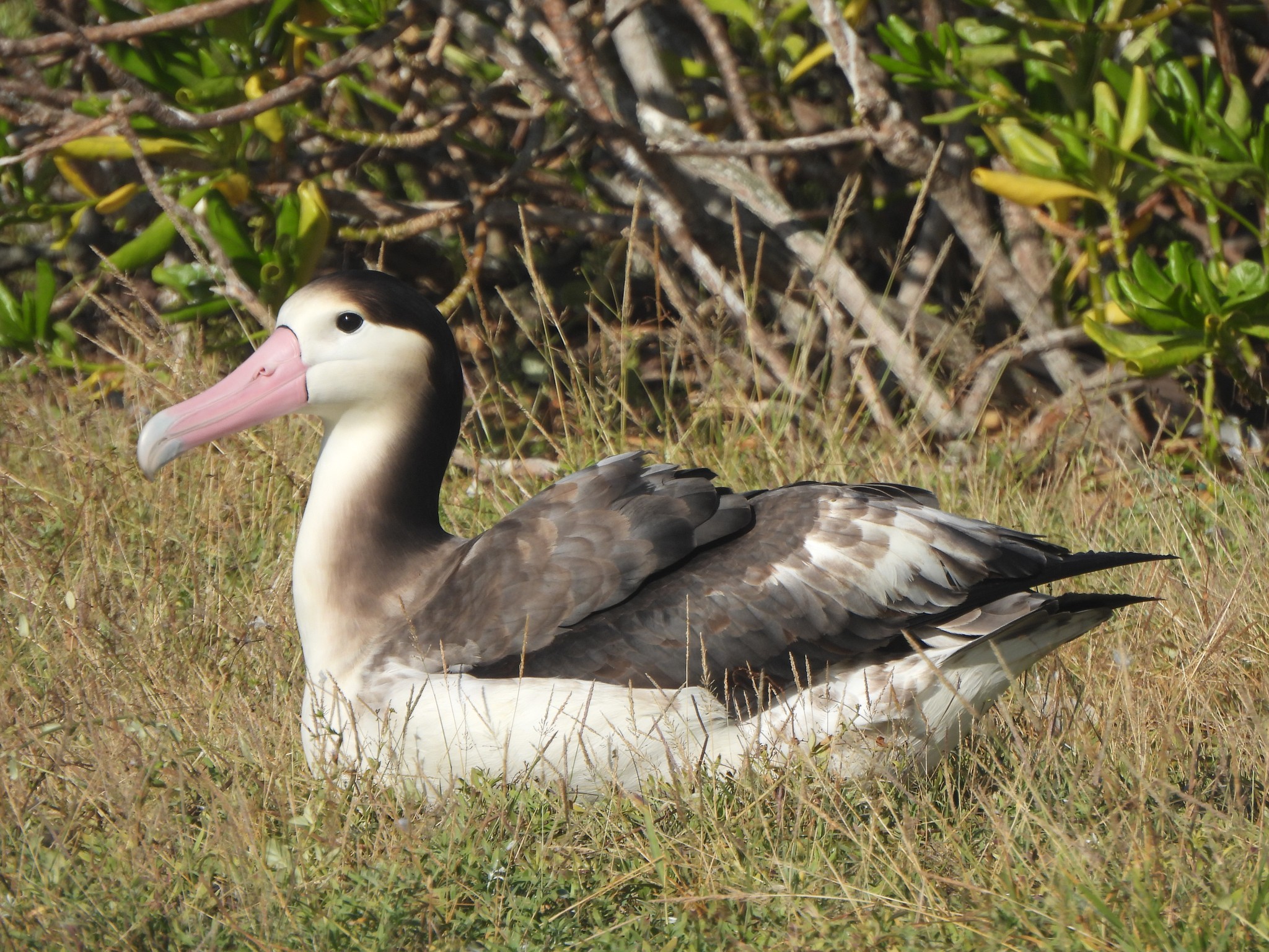Nov 2025 Short tailed Kure SAtoll