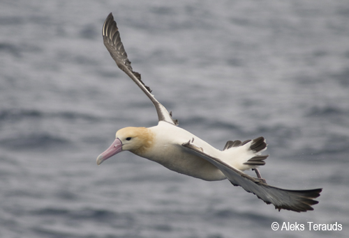 Short Tailed Albatross by Aleks Terauds1