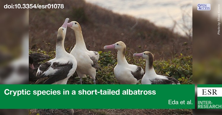 Short tailed Albatross.Eda