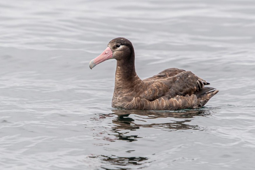 Short tailed Albatross California Brad Lewis