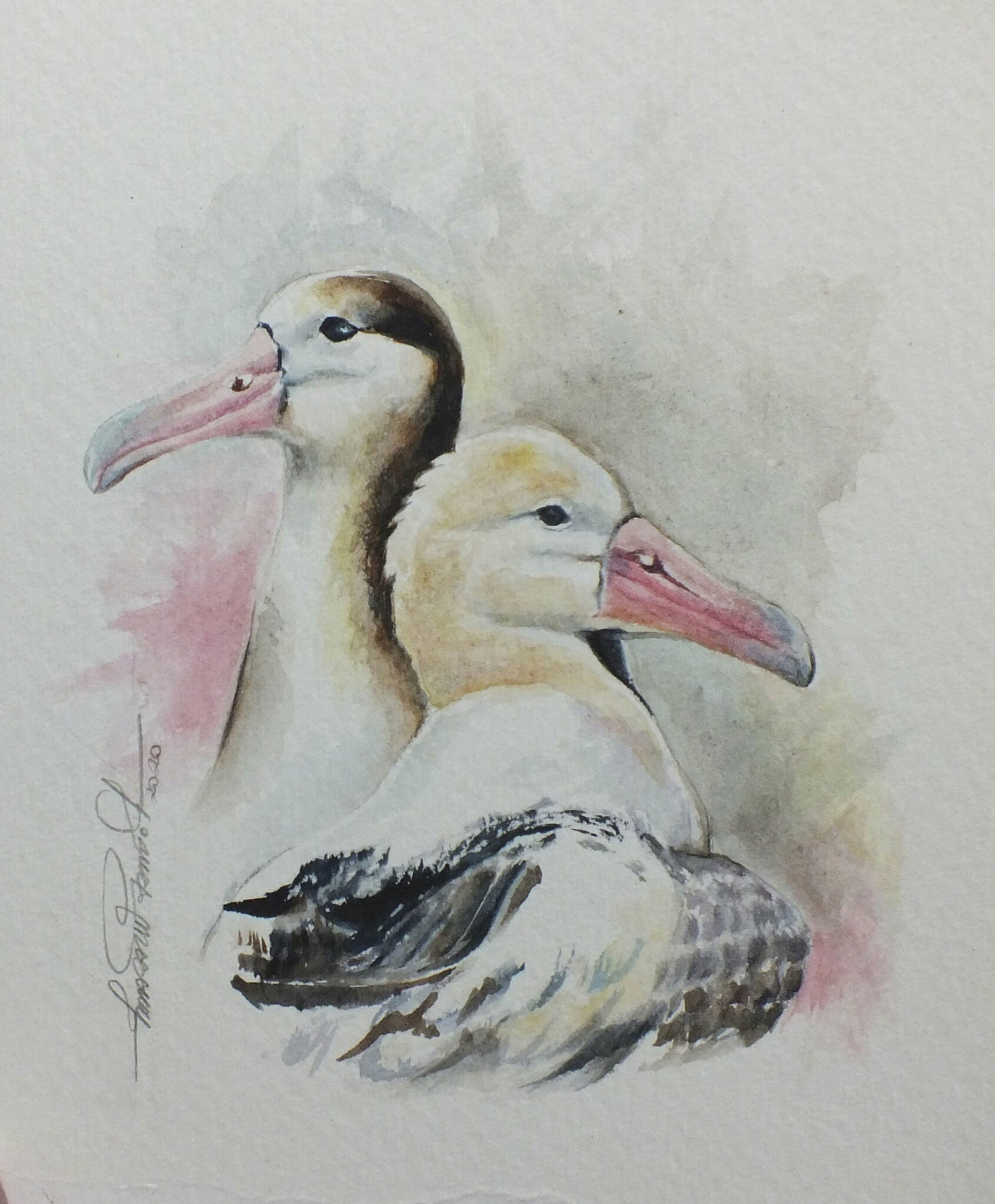 Short tailed Albatross Laurie Johnson Lucimara Wesolowicz.hiquaL