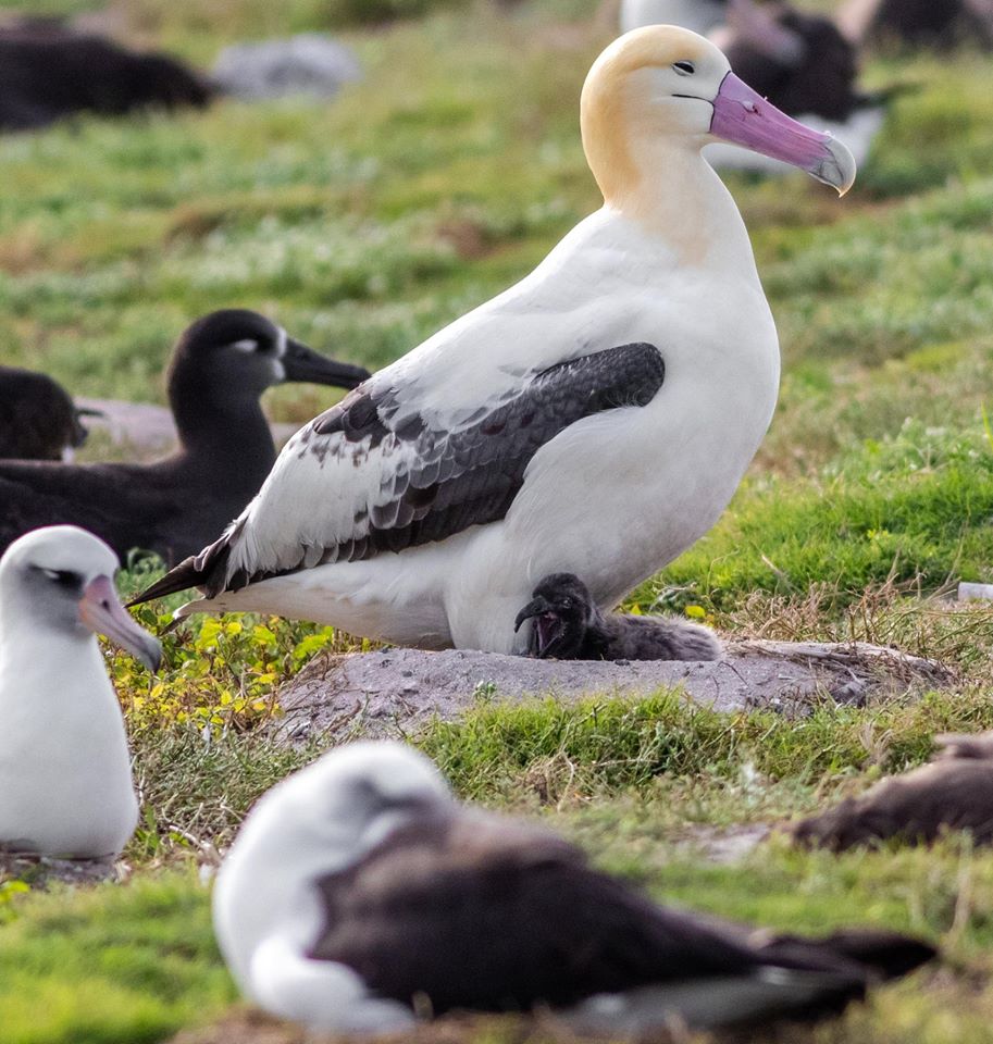 Short tailed Albatross Midway