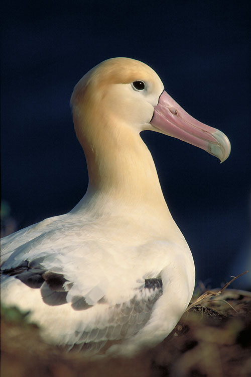 Short tailed Albatrosses by Hiroshi Hasegawa1