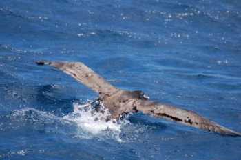 short tailed albatross fledging mukojima kiyoaki ozaki