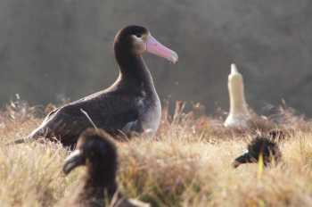 short-tailed_albatross_y01_mukojima_tomohiro_deguchi