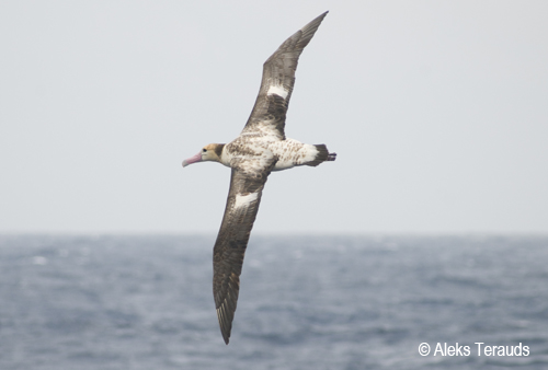 Short tailed albatross by Aleks Terauds