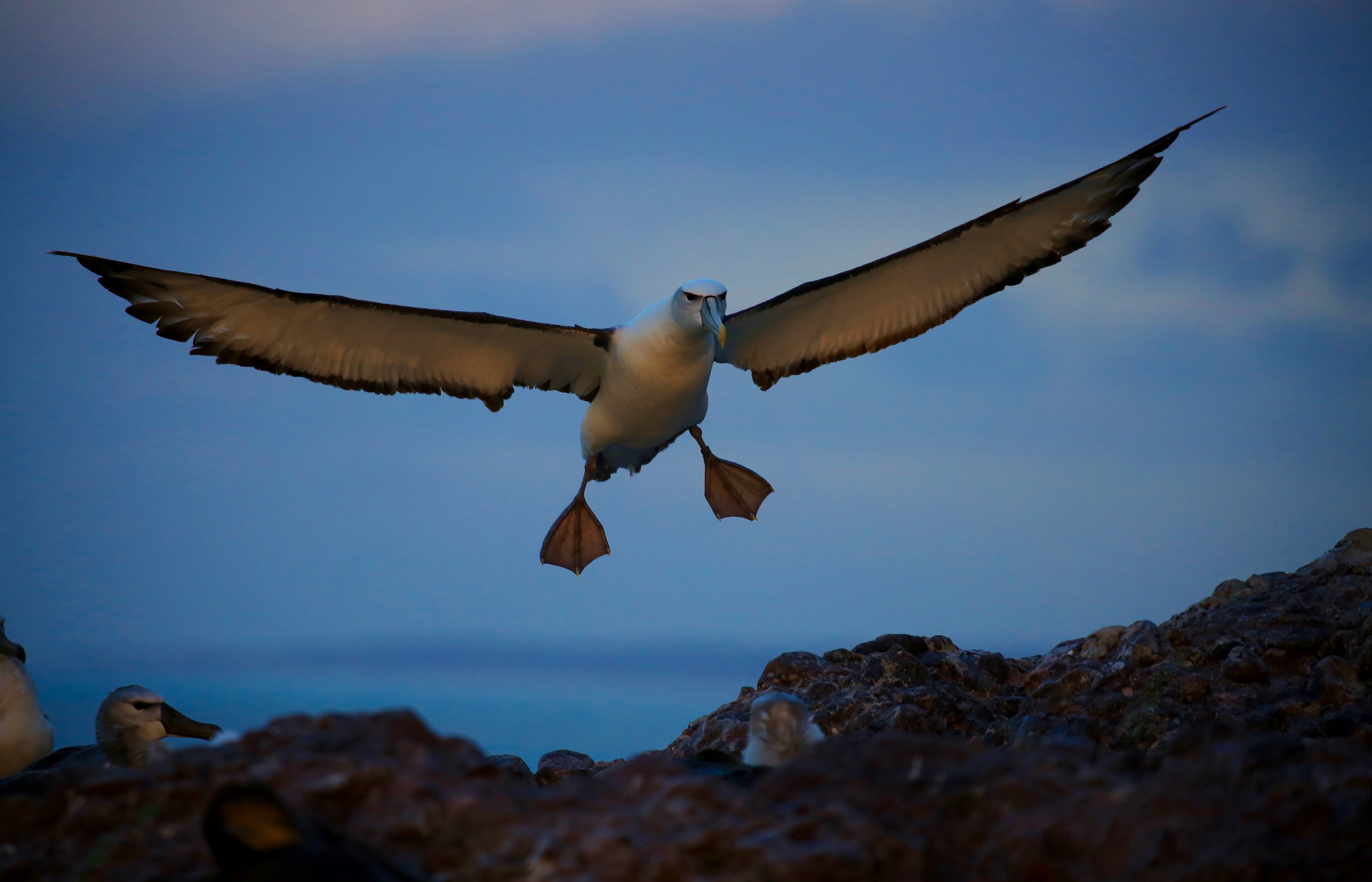 Shy Albatross Kris Carlyon 2