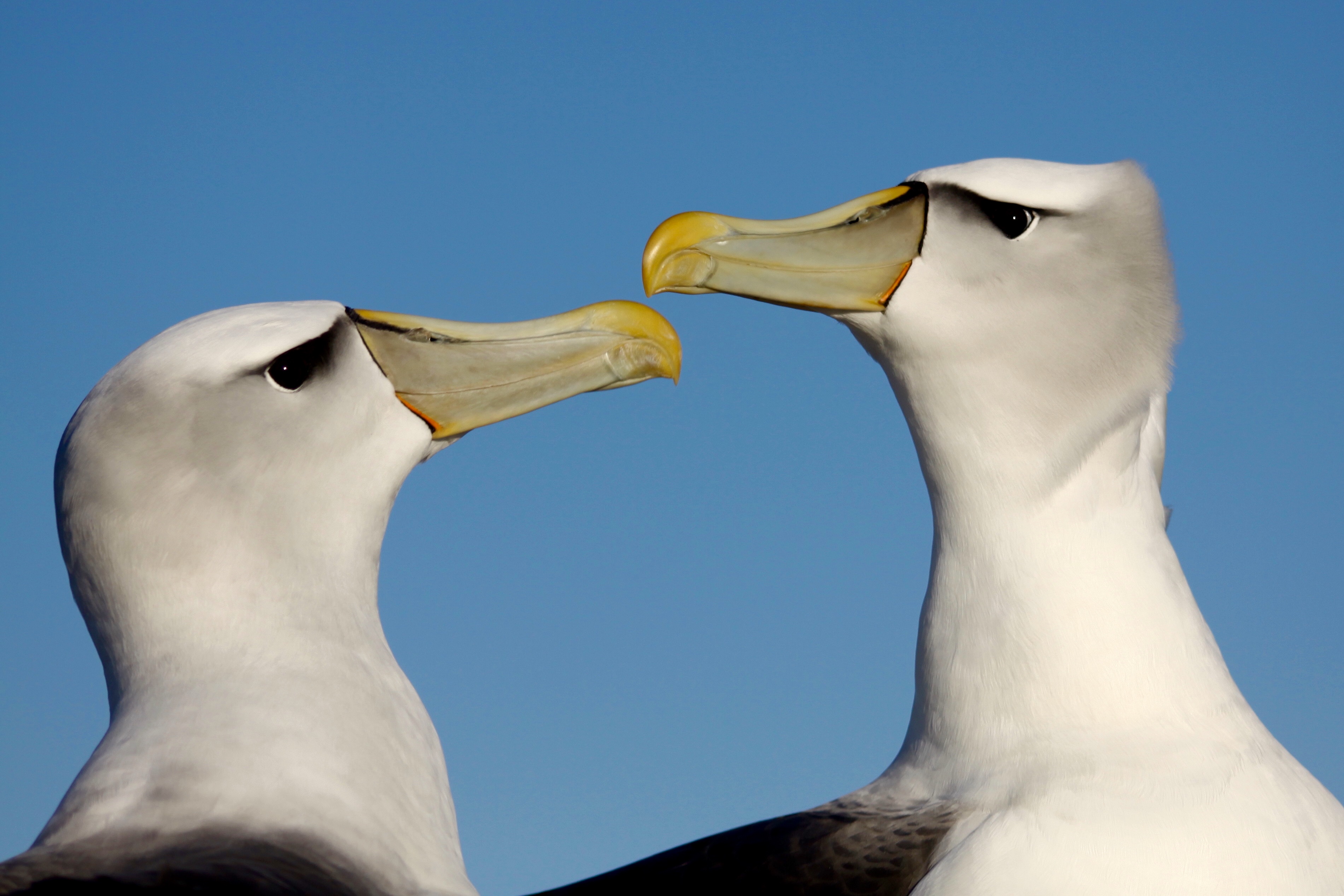 Shy Albatross Kris Carlyon 3