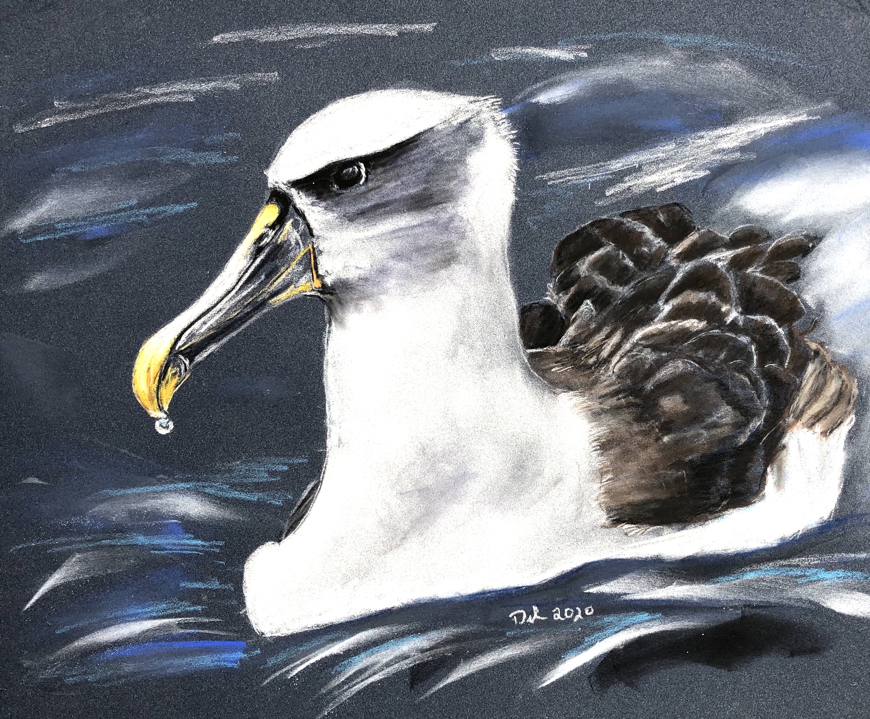 Shy Albatross Laurie Johnson Deb Frank 