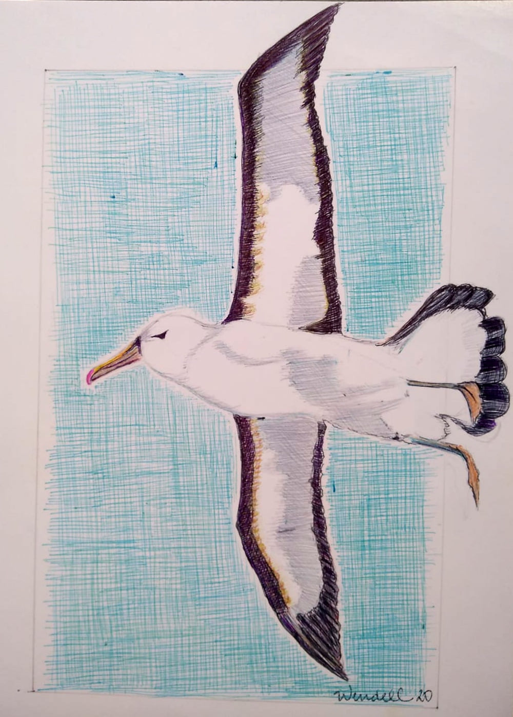 Shy Albatross Wendell Ribeiro