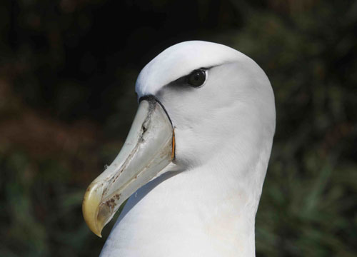 shy-type on pei by peter ryan1