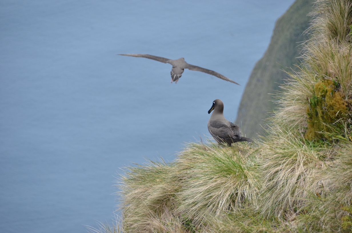Sooty Albatross DEMAY JEREMY