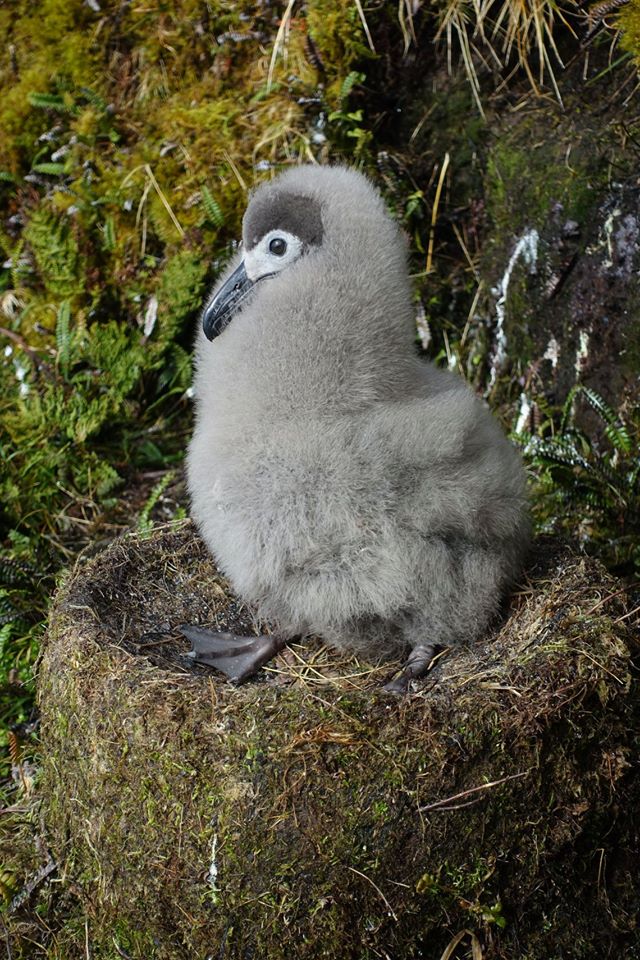 Sooty Albatross chick Michelle Risi