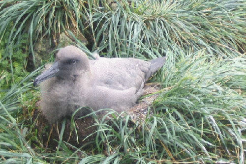 Sooty Albatross chicks by Marianne de Villiers