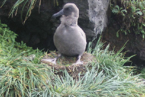 Sooty_Albatross_chicks_by_Marianne_de_Villiers2