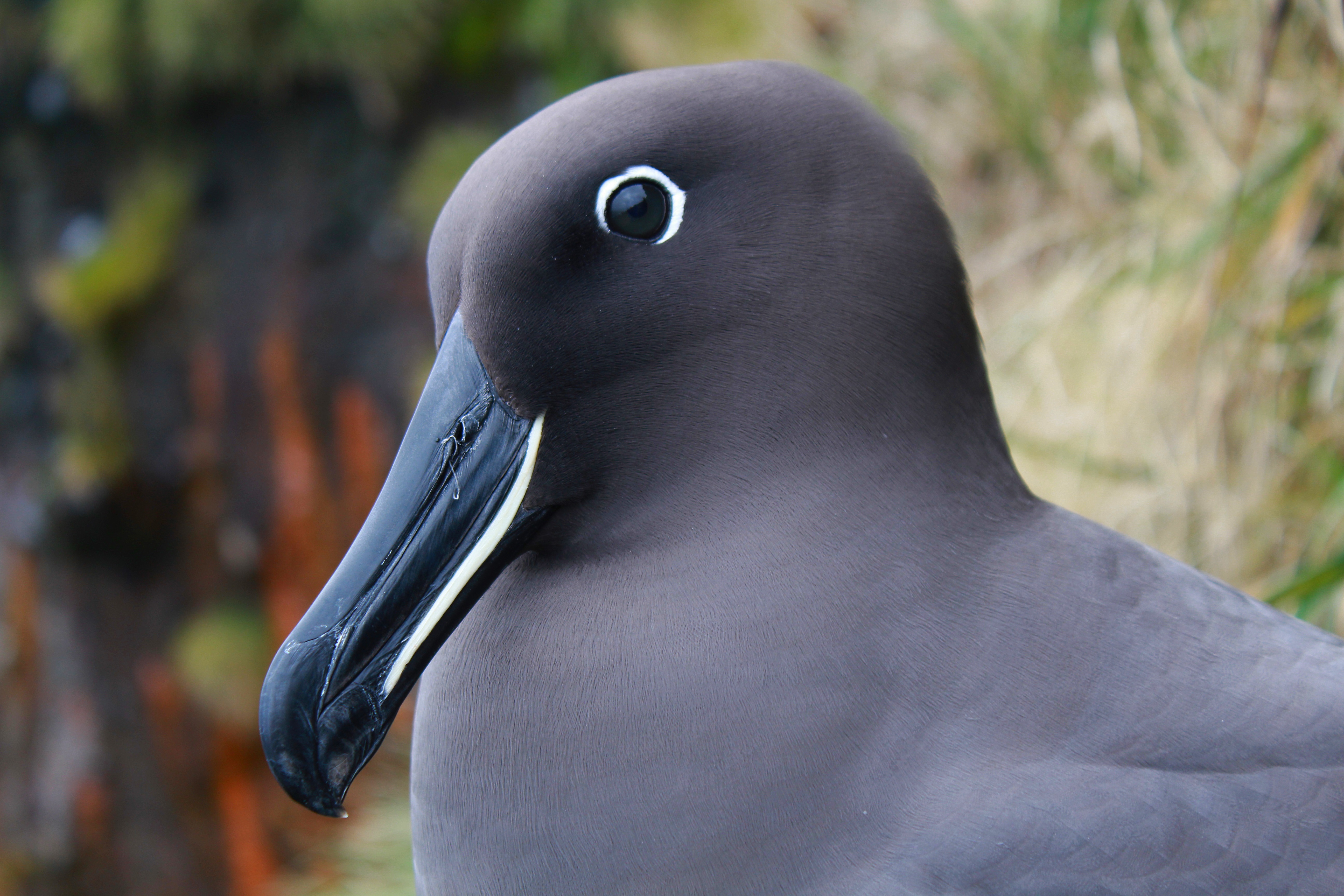 Stefan Schoombie Sooty Albatross closeup