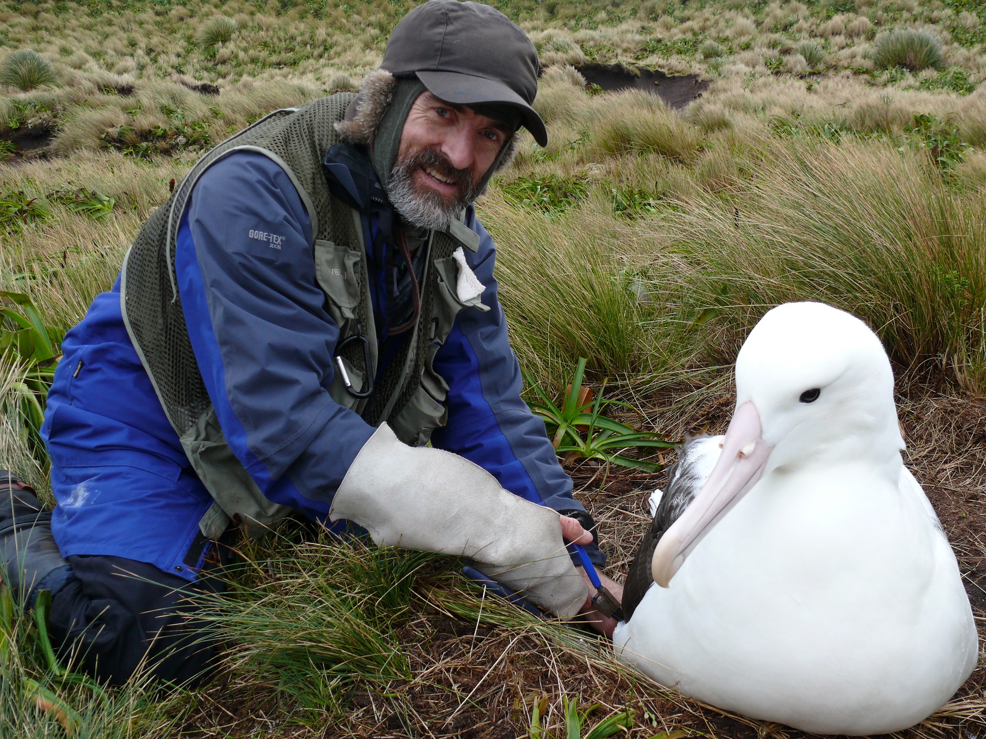 Peter Moore removing band 2008 Southern Royal Albatross 1s